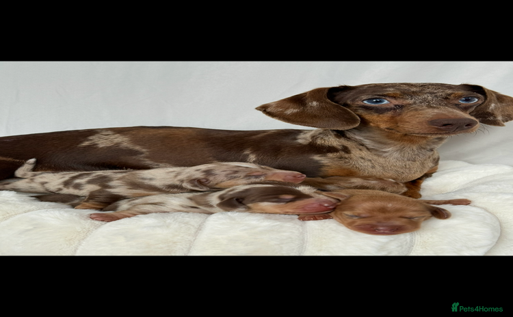 Miniature Dachshund dogs - Advert 1