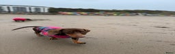 Miniature Dachshund dogs for sale: Female 10 month old Miniature Daschund  - Advert 2