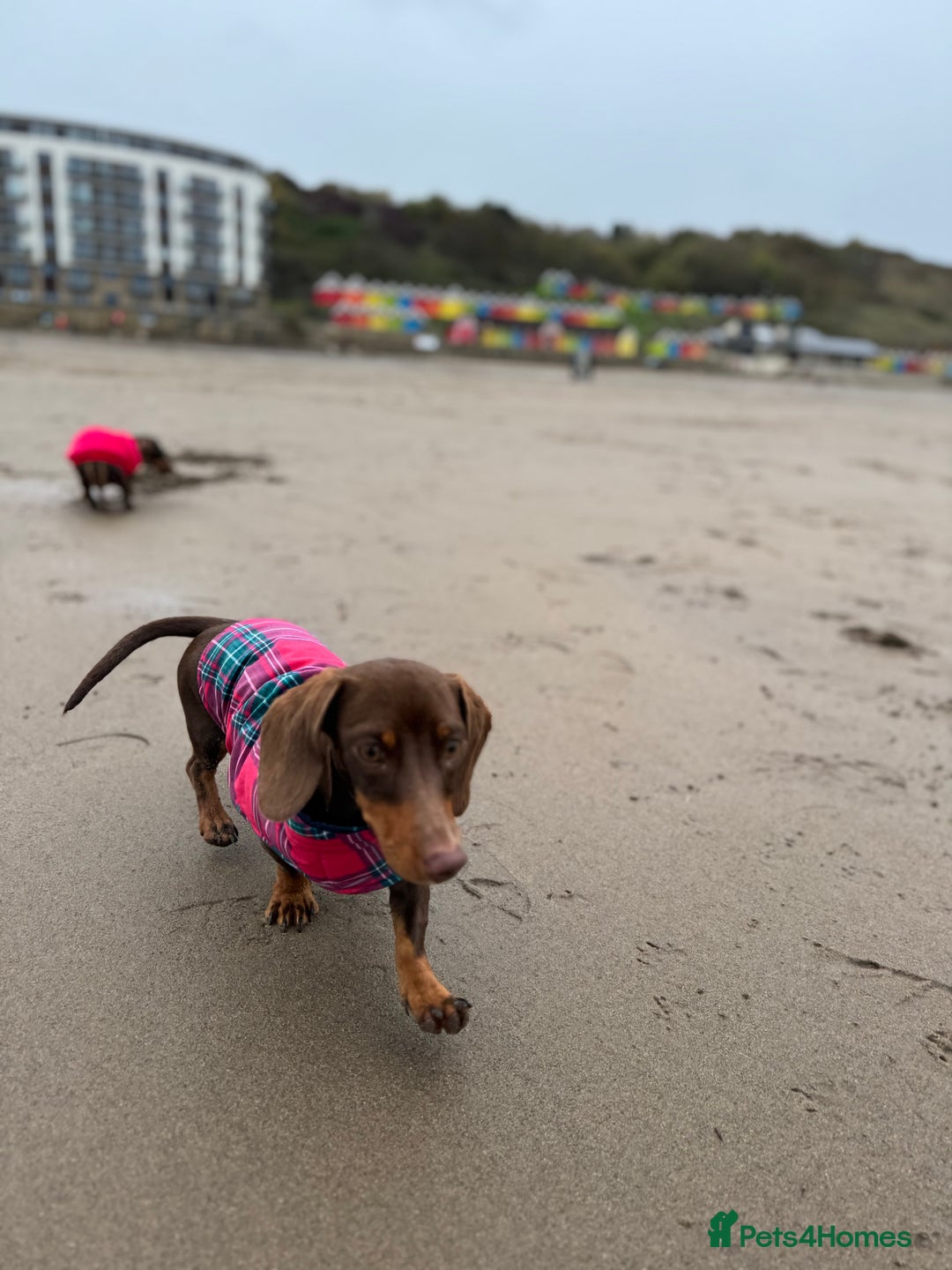 Miniature Dachshund dogs for sale: Female 10 month old Miniature Daschund  - Advert 2