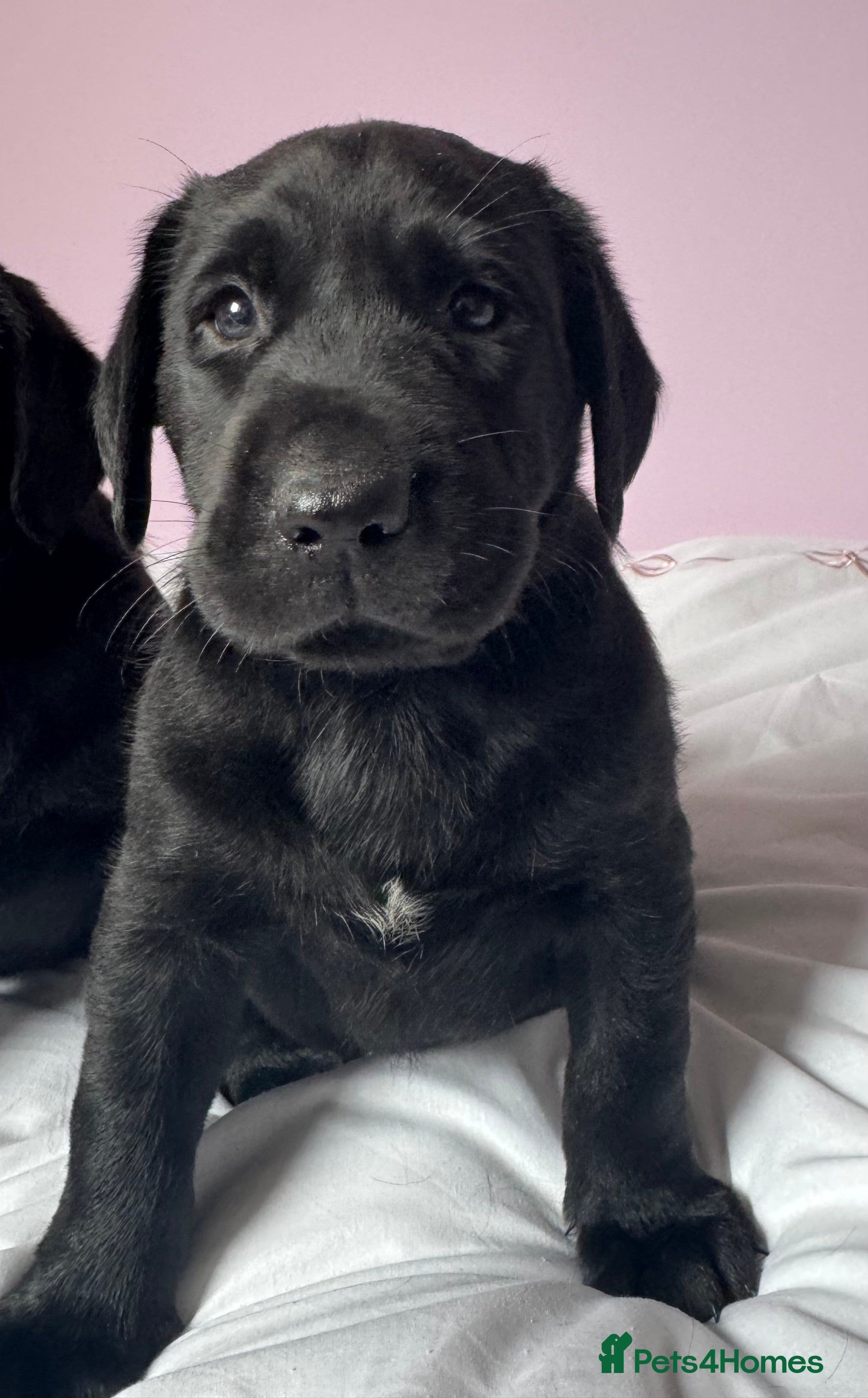 Labrador Retriever dogs for sale: Labrador pups fox red and black  - Advert 6