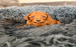 Cockapoo dogs for sale: Beautiful fox red cockapoo - Image 15