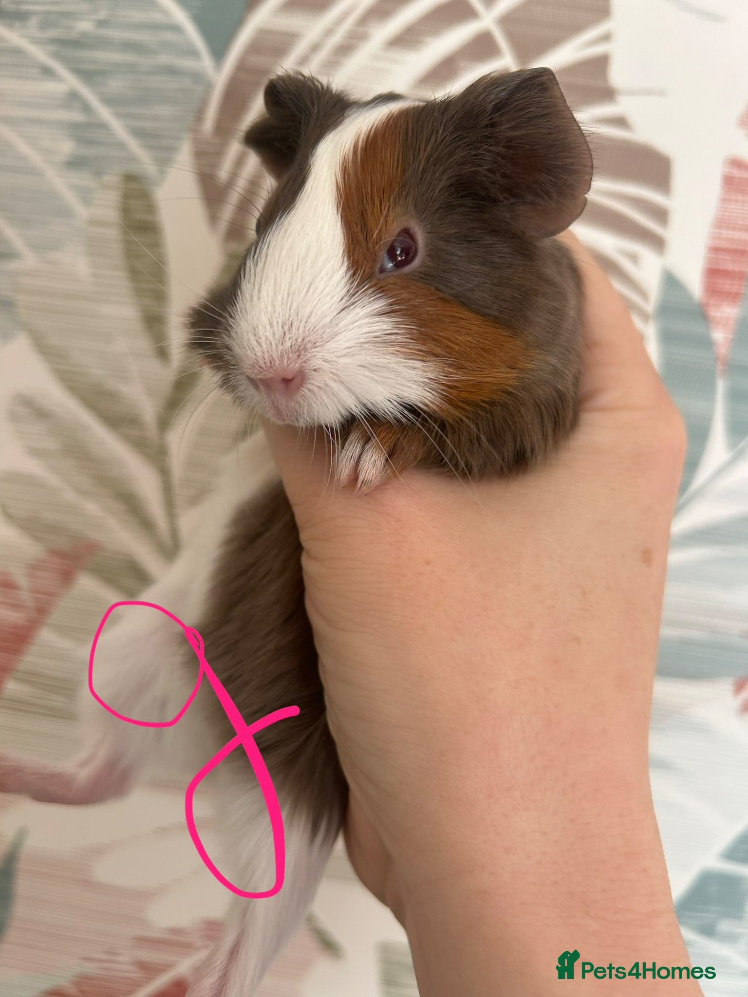 Guinea Pig rodents Baby guinea pigs  - Advert 14