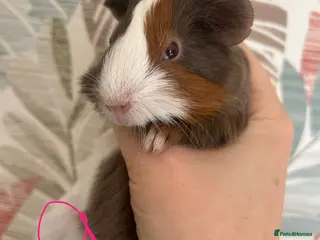 Guinea Pig rodents Baby guinea pigs - Advert 8
