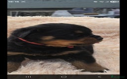 Rottweiler dogs for sale: Rottweiler puppies - Image 10