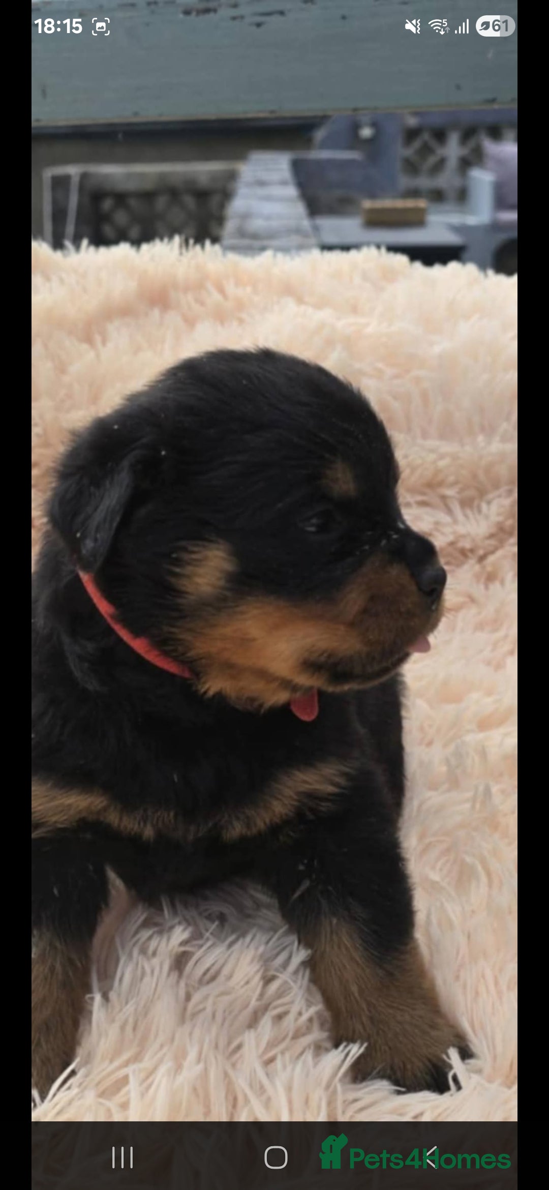 Rottweiler dogs for sale: Rottweiler puppies - Image 10