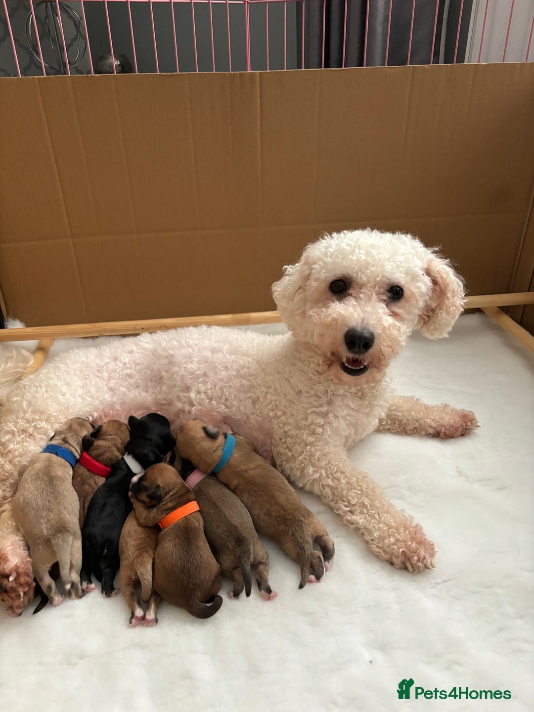 Mixed Breed dogs for sale: Jackie Bichon Pups - Image 6