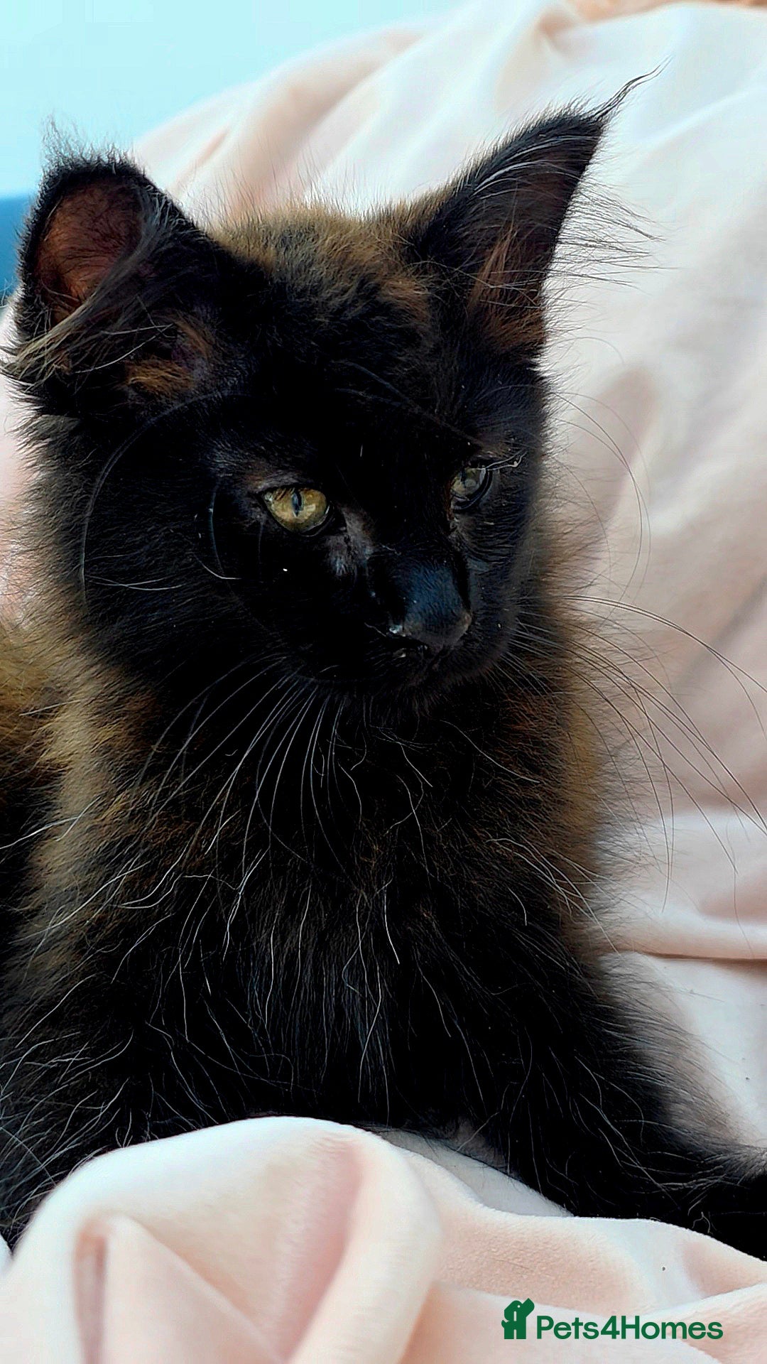Mixed Breed cats Female Maine Coon X British Short Hair - Advert 2