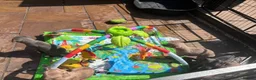Whippet dogs for sale: 5 beautiful whippet puppies - Advert 10