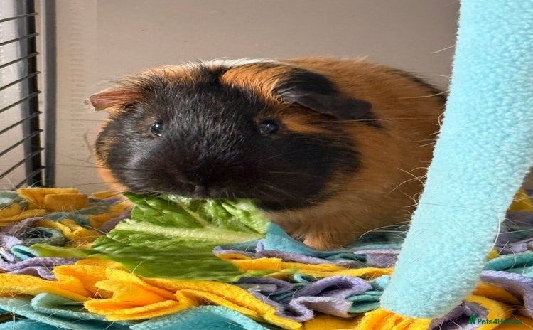 Guinea Pig rodents - Advert 1