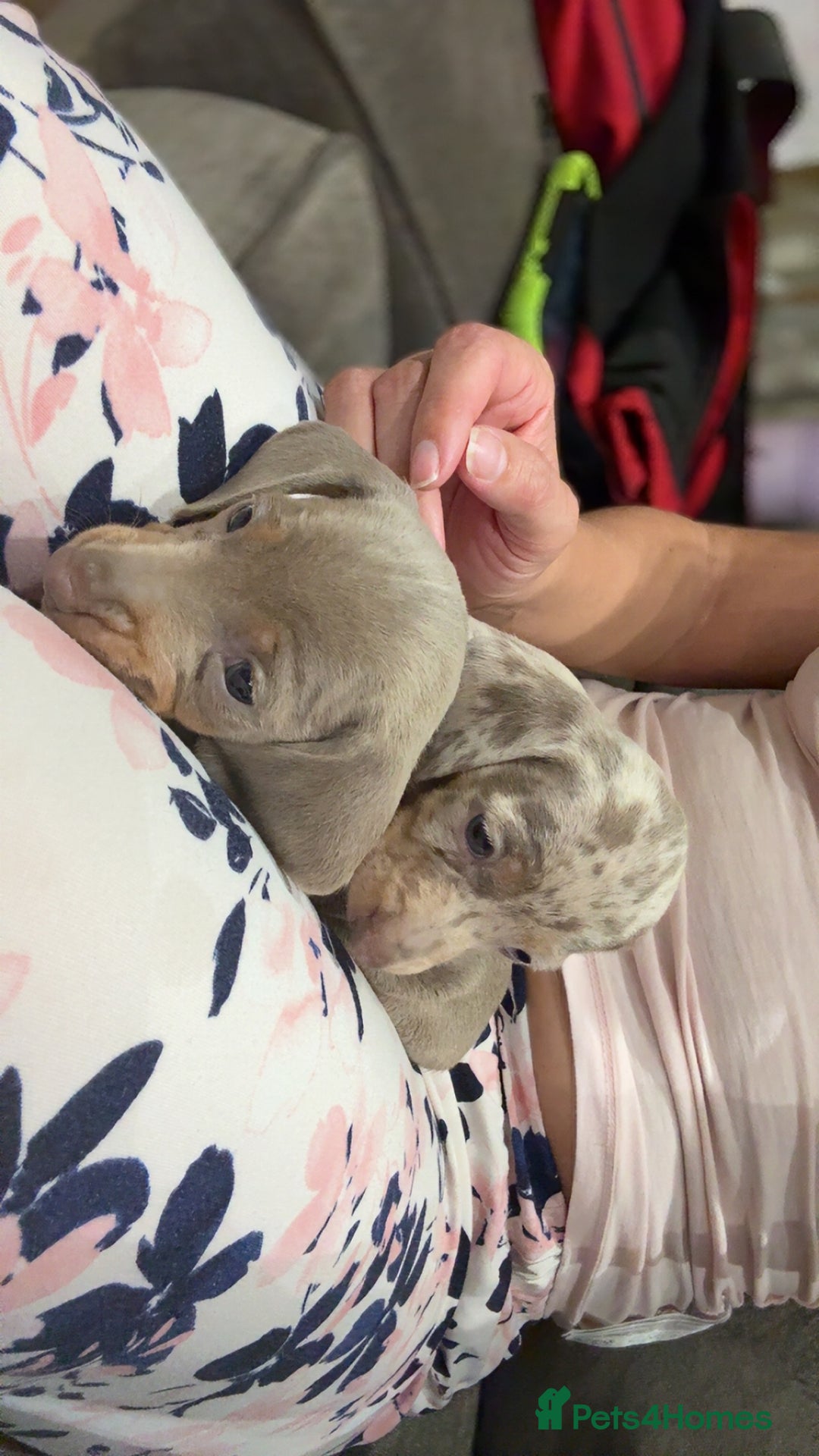 Miniature Dachshund dogs for sale: Beautiful litter of puppy’s  - Image 17