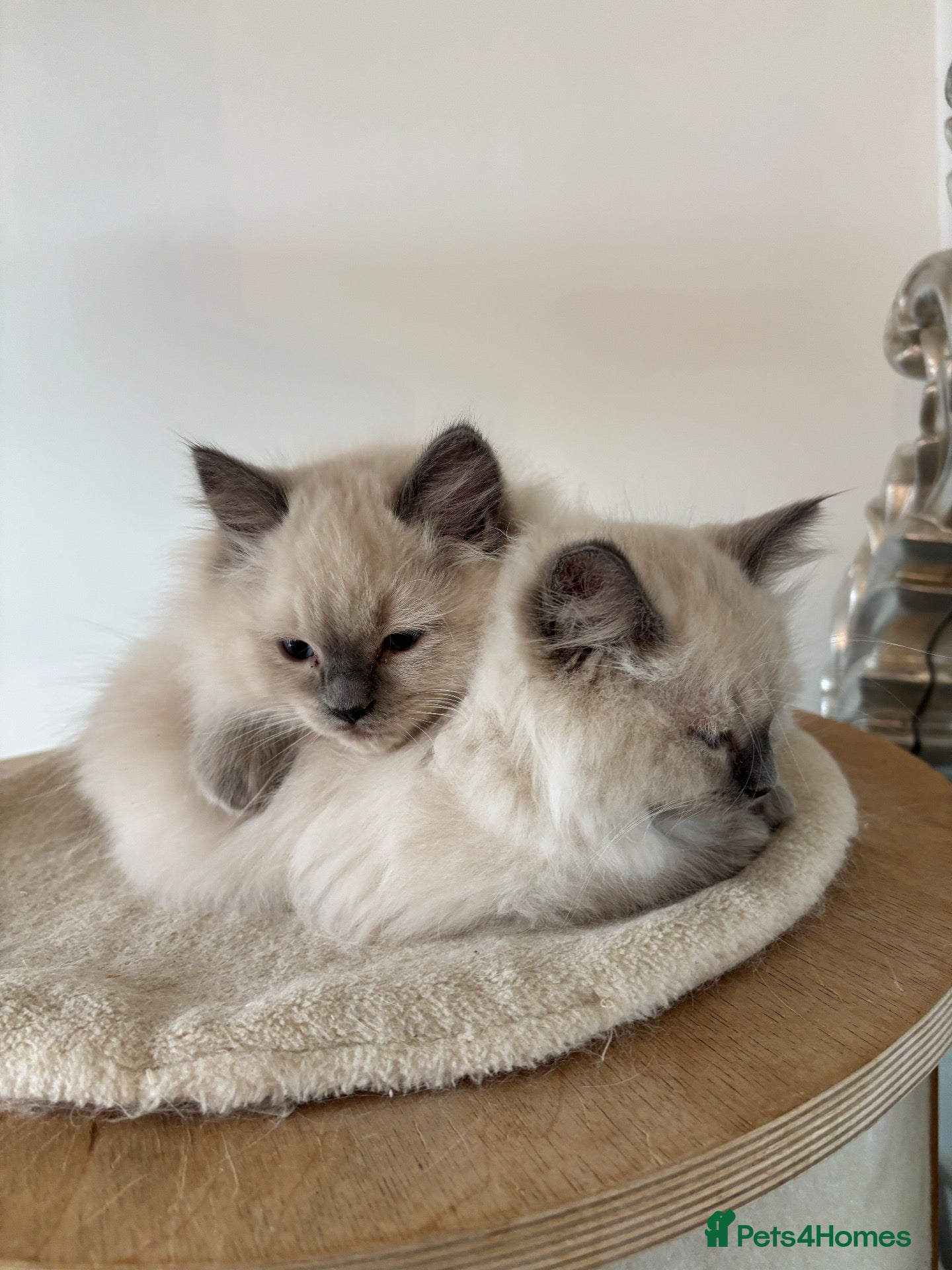 Ragdoll cats Only 2 left, Blue mitted,large-sized line Ragdolls - Advert 2