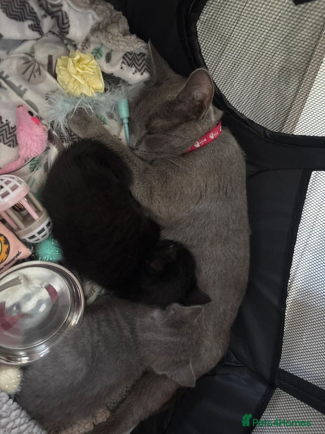 Mixed Breed cats for sale: Kittens  - Advert 4