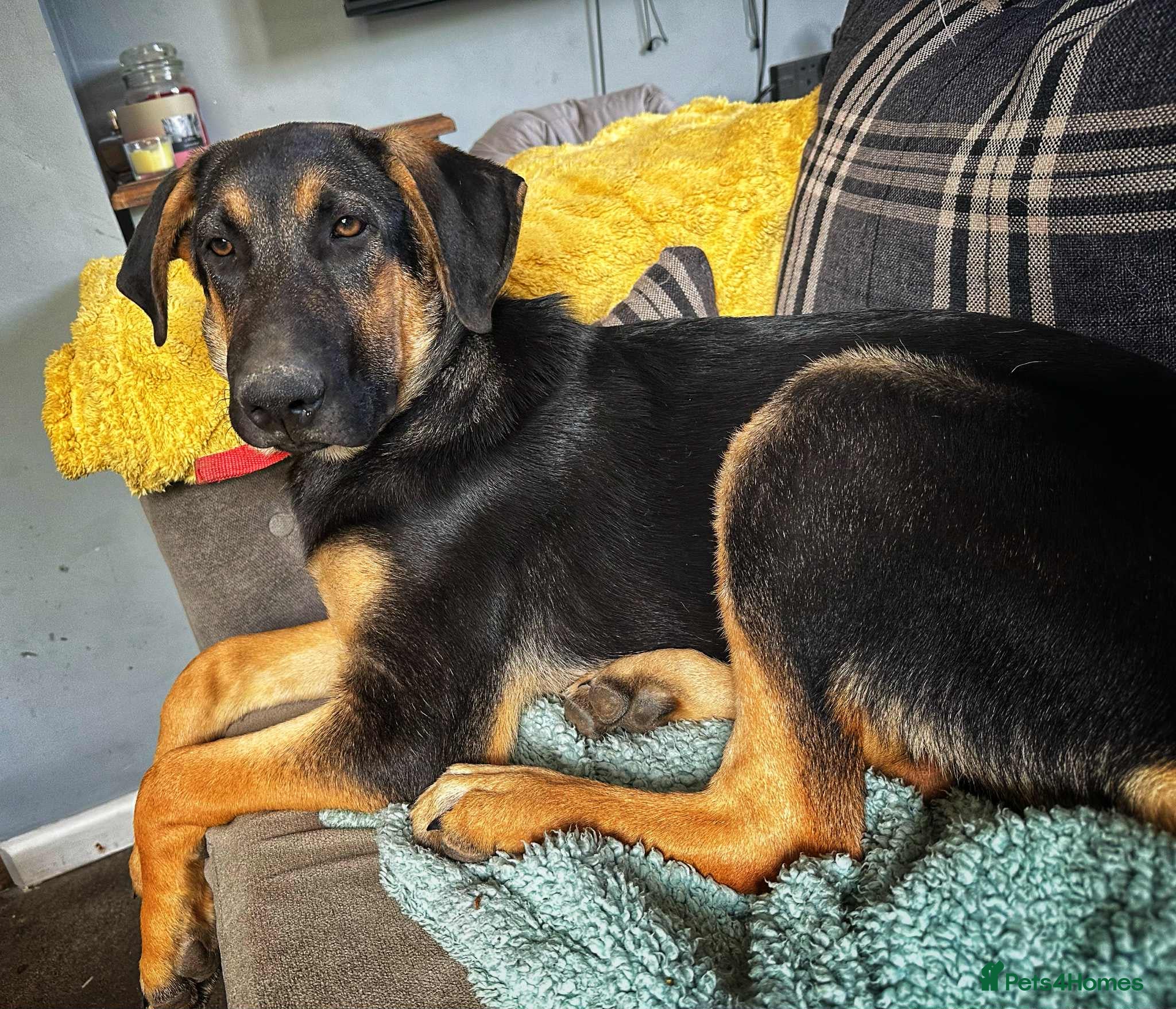 Mixed Breed dogs Amigo the puppy that wants to be your friend - Advert 2