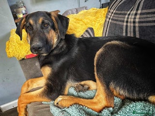 Mixed Breed dogs Amigo the puppy that wants to be your friend - Advert 1