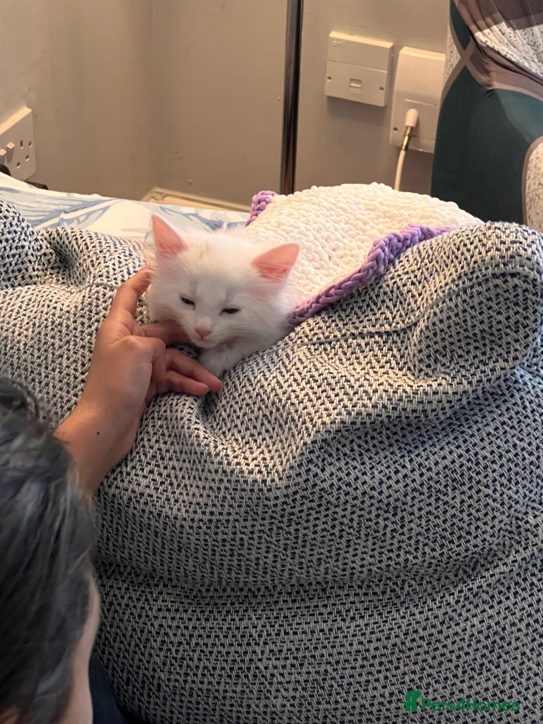 Turkish Angora cats for sale: Kitten  - Image 6