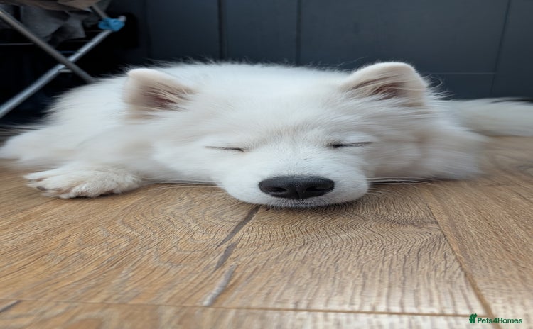 Samoyed dogs - Advert 2