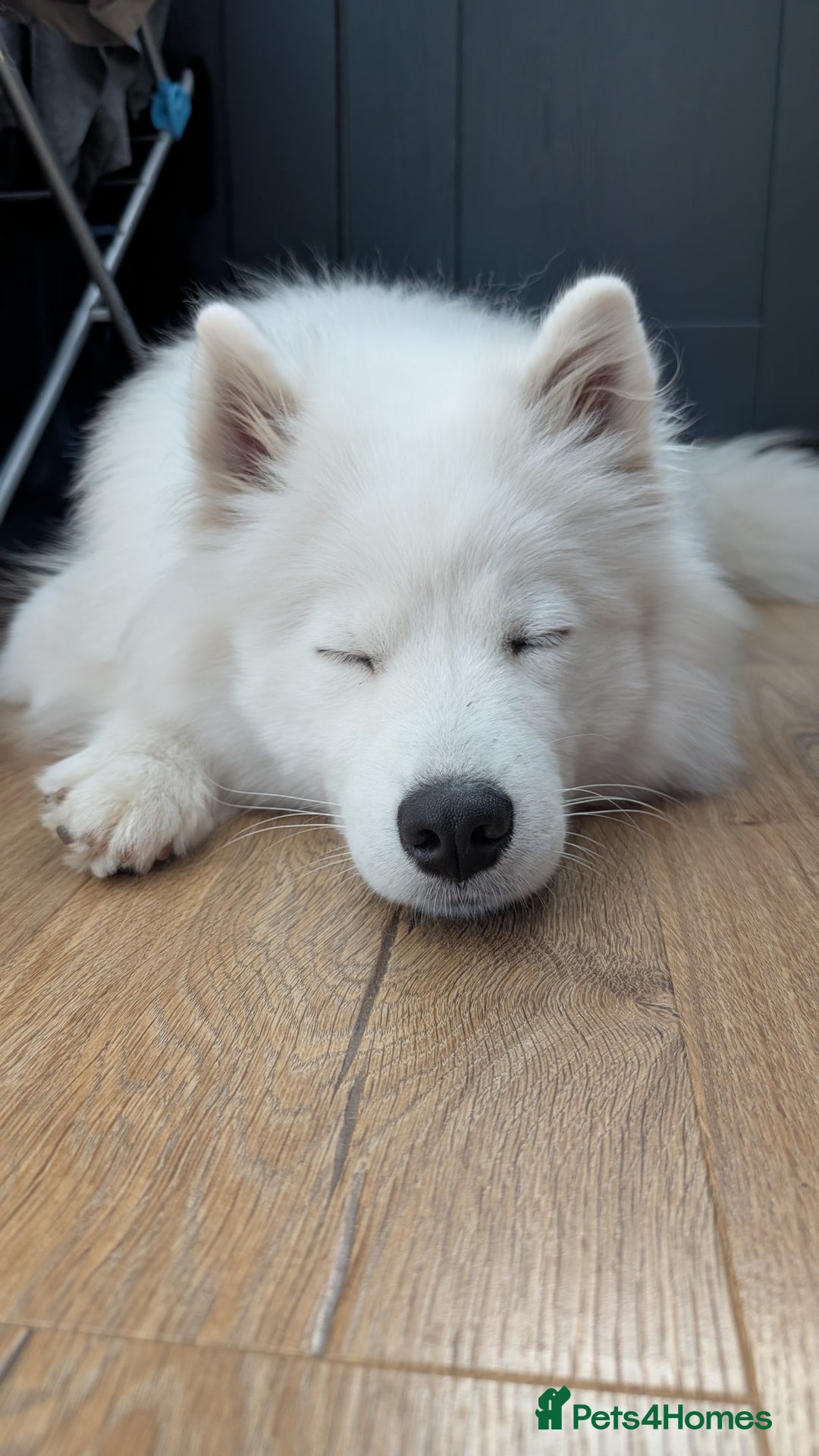 Samoyed dogs for sale: 1 year old Samoyed female for rehome - Image 1
