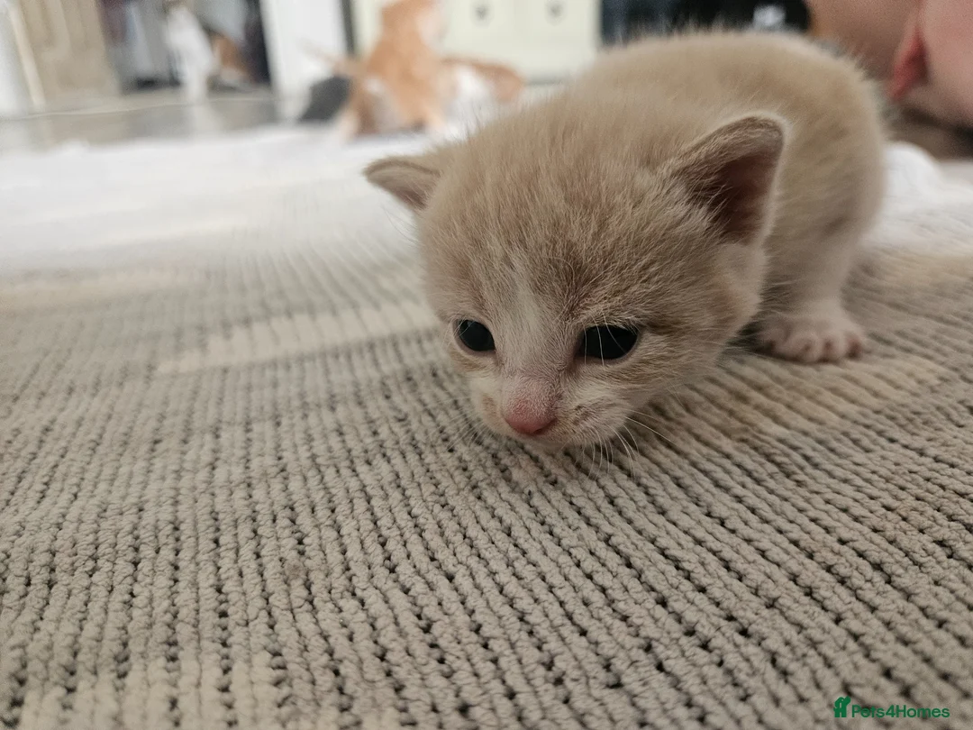 Mixed Breed cats for sale: Cream female kitten - Advert 2