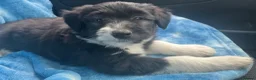 Bearded Collie dogs for sale: Beautiful Bearded Collie Puppies.  - Advert 4