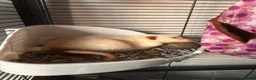 Rat rodents for sale: group of 4 friendly rats (cage+everything incl) - Advert 5