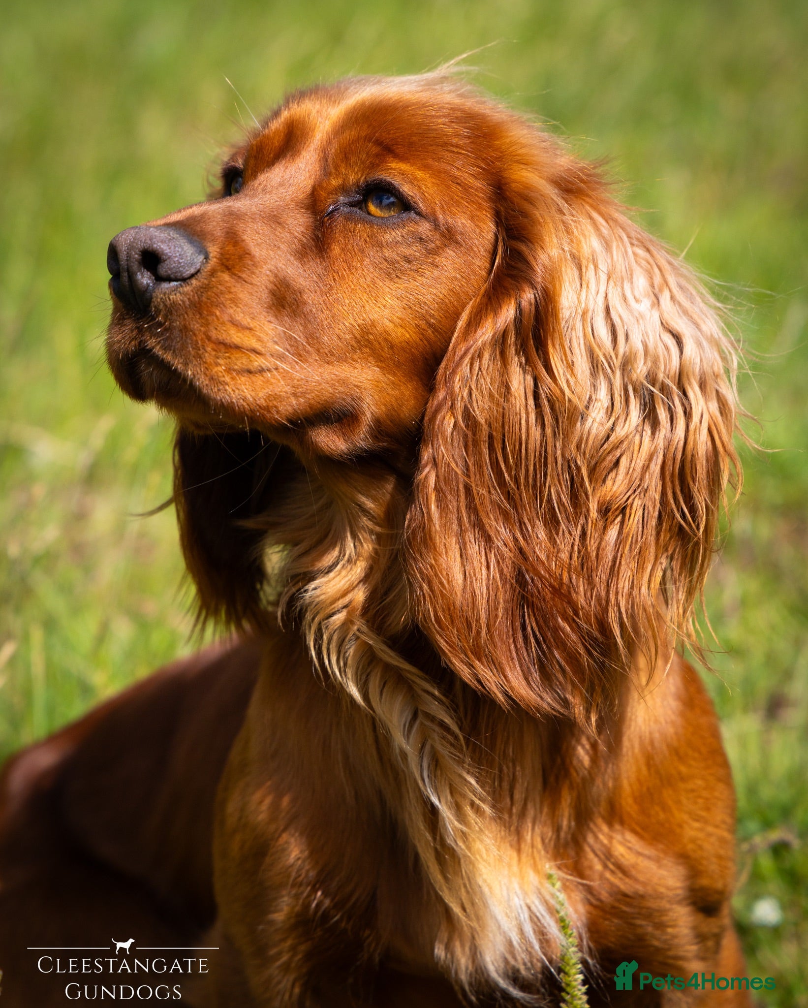 Cocker Spaniel dogs FTCH x FTCH KC Cocker Spaniel Stud - Advert 1