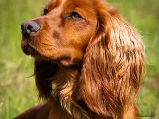 Cocker Spaniel dogs FTCH x FTCH KC Cocker Spaniel Stud - Advert 1