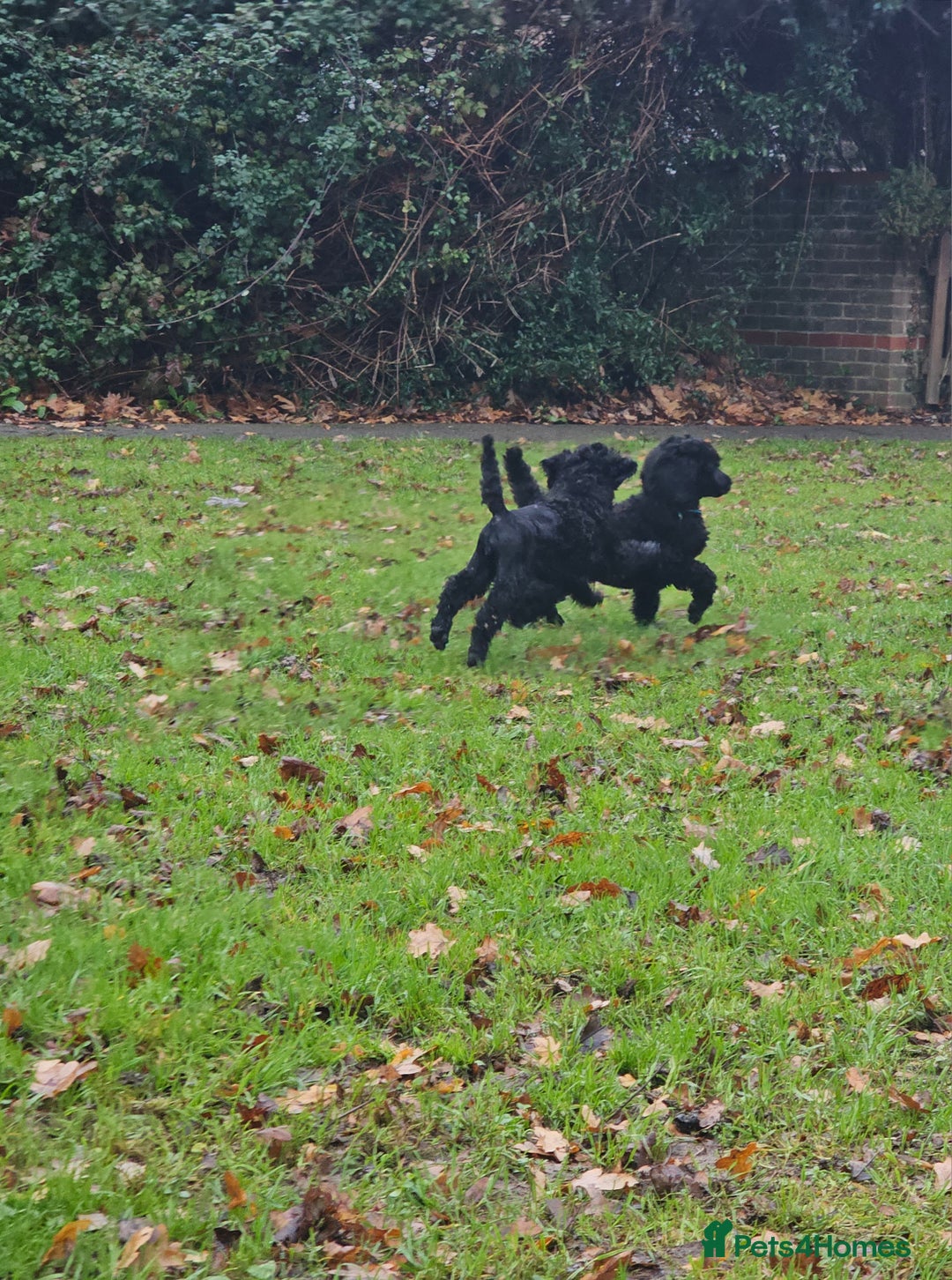 Standard Poodle dogs for sale: Standard poodle puppies🐩 - Advert 10