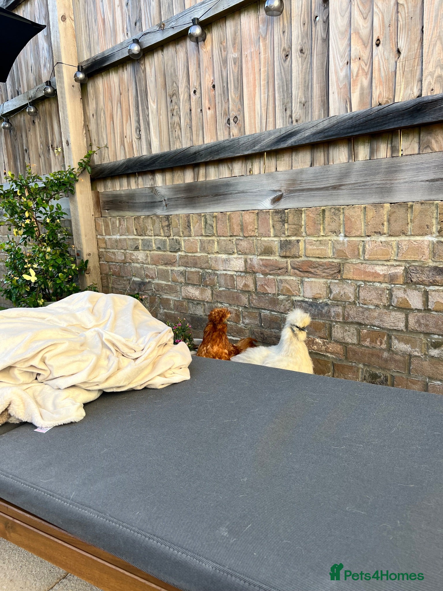 Chickens poultry Silkie chickens - Advert 2
