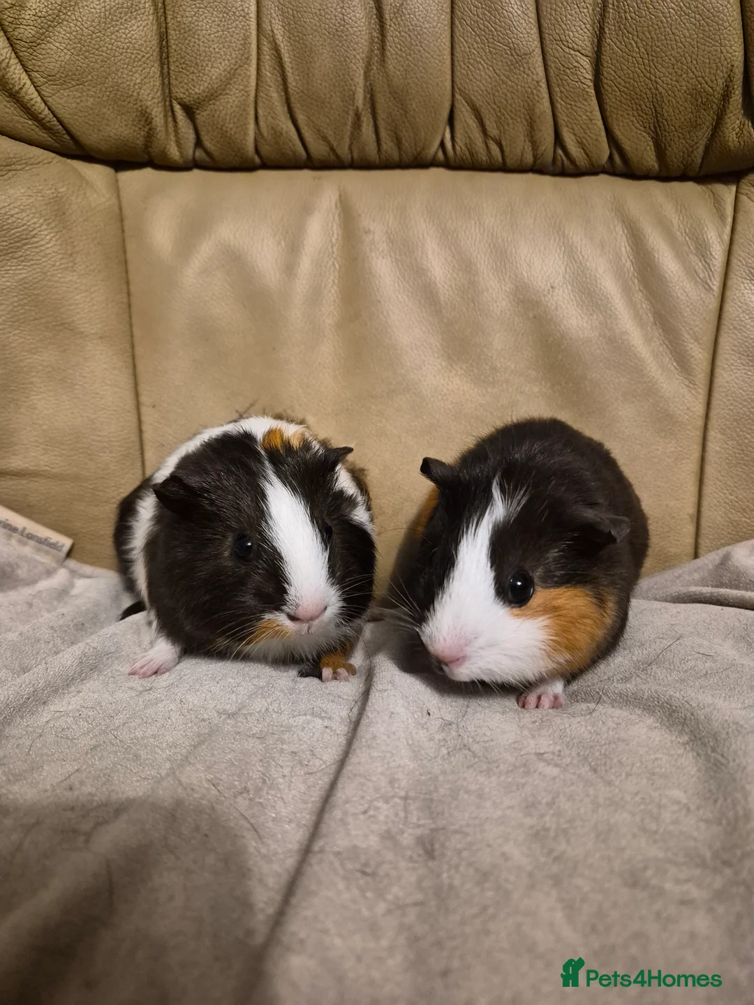 Guinea Pig rodents for sale: 3 Adorable Female Guinea Pigs - Advert 1