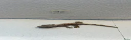 Gecko reptiles for sale: Baby crested geckos  - Advert 12