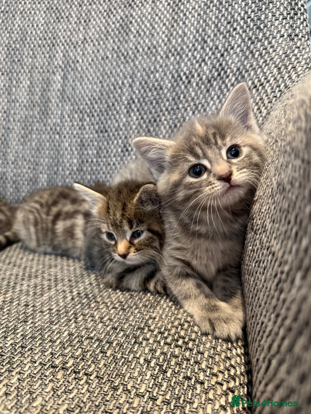 British Longhair cats for sale: Beautiful kittens by our stunning British longhair - Image 11