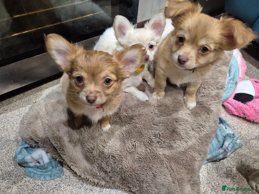 Chihuahua dogs for sale: ***READY NOW*** Long Haired Chihuahua Pups  - Advert 1