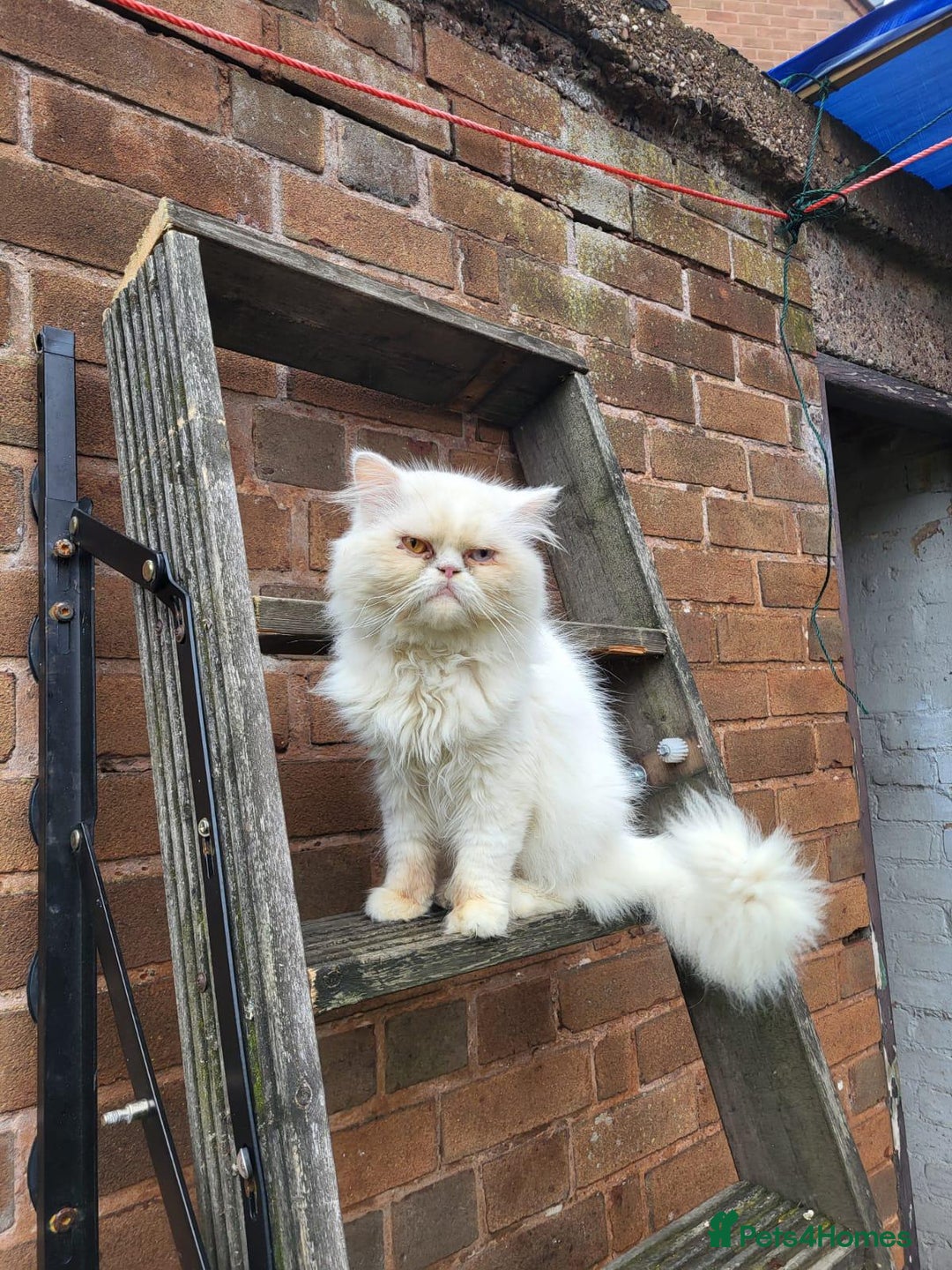 Persian cats for sale: Persian cat - Advert 5
