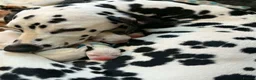 Dalmatian dogs for sale: 15 Dalmation puppies - Advert 6