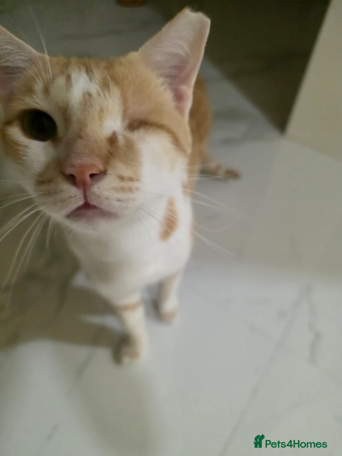 Arabian Mau cats Baby Odin  - Advert 2