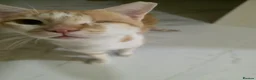 Arabian Mau cats for adoption: Baby Odin  - Advert 1