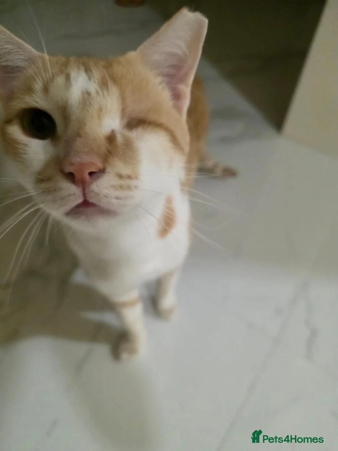 Arabian Mau cats for adoption: Baby Odin  - Advert 1