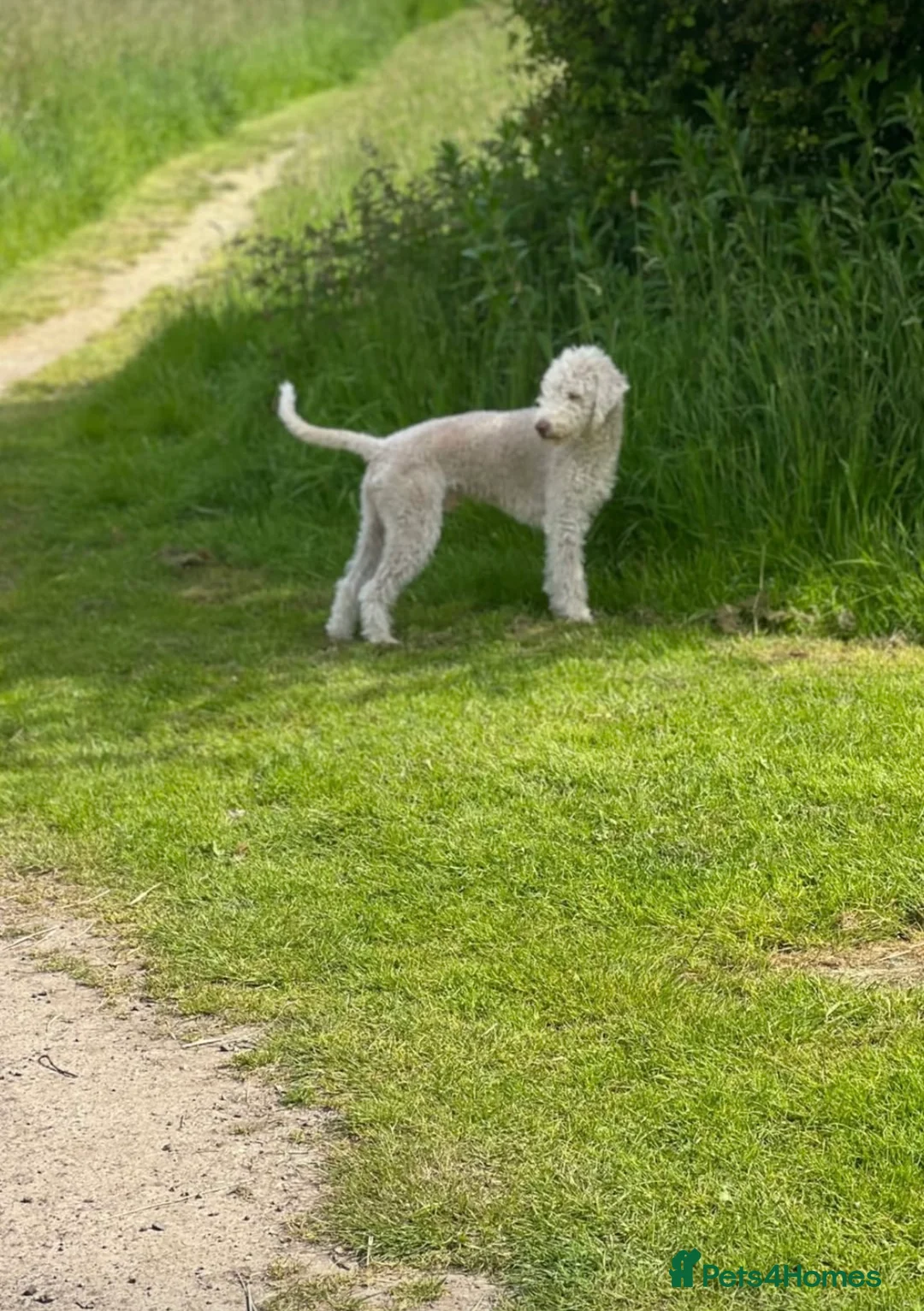 Bedlington Terrier dogs for stud: Bedlington Terrier Stud - Liver - AGE 6 - CT CLEAR in Darlington - Advert 20