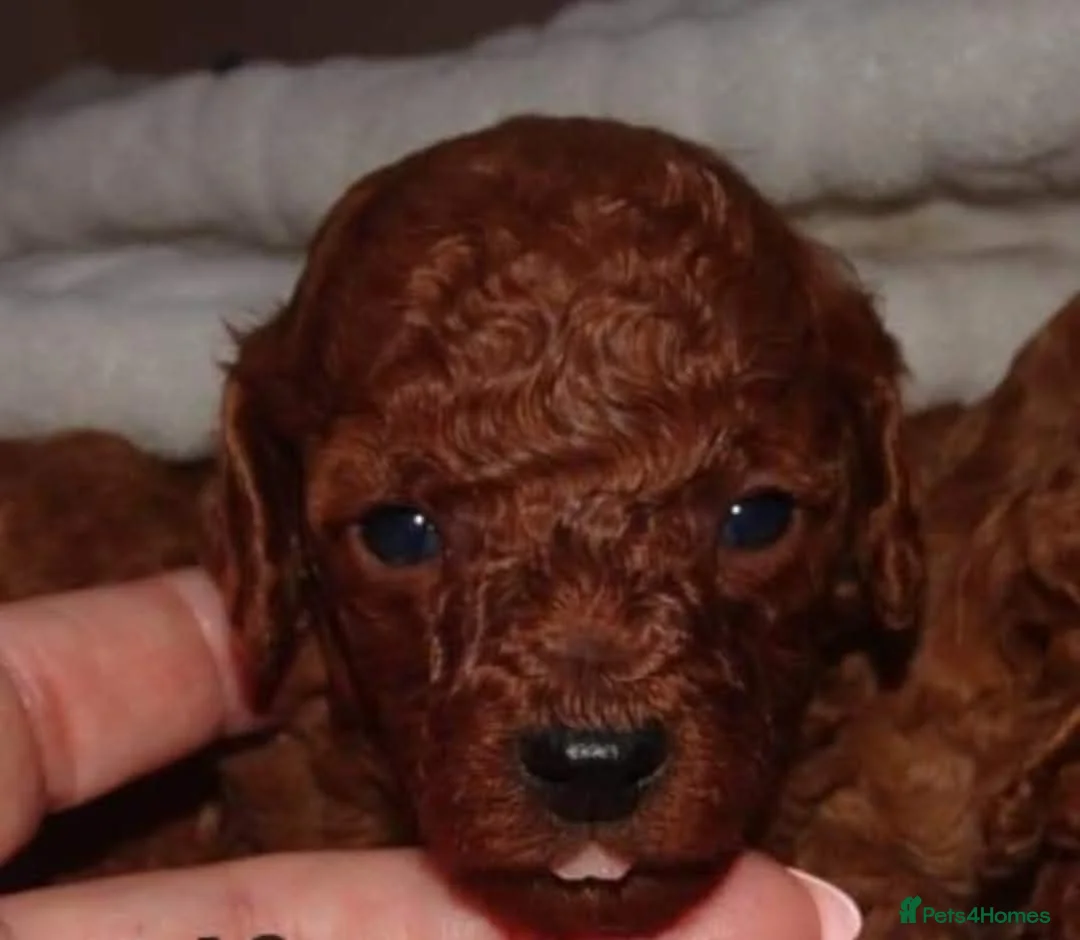 Toy Poodle dogs for sale: Deep red toy poodle pups due in 5 weeks  - Advert 1
