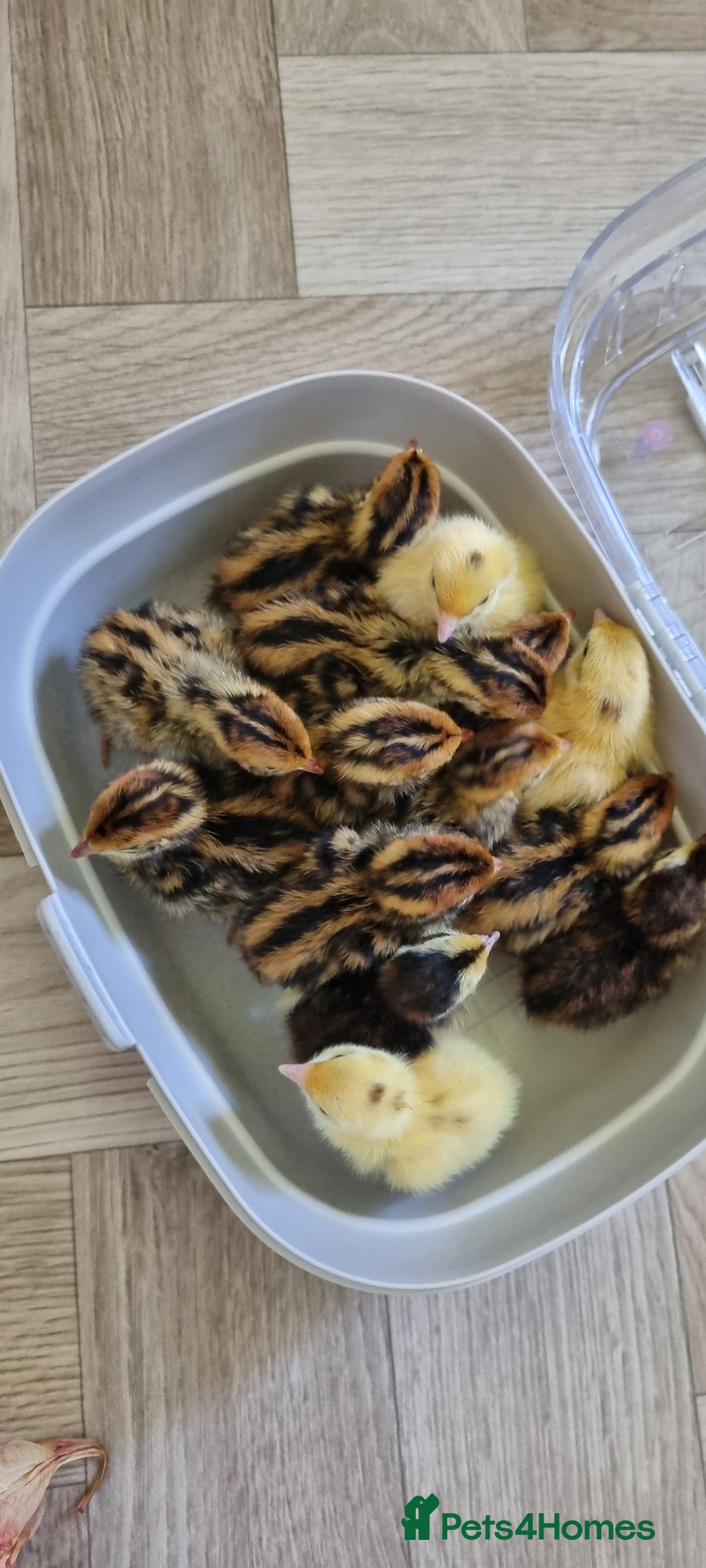 Quail poultry for sale: Cortinoux quial hatching eggs - Image 3