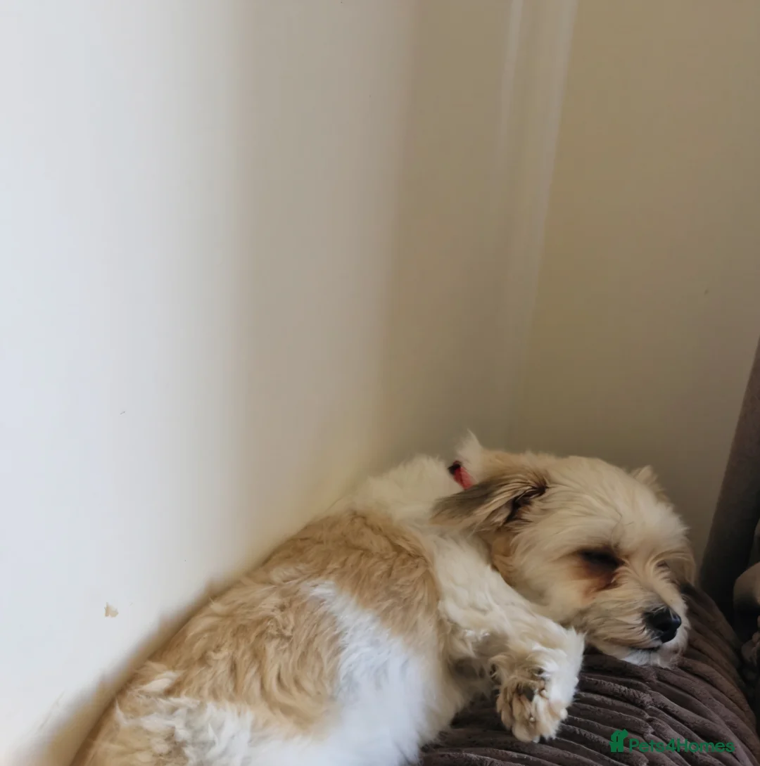 Mixed Breed dogs for sale: Loving Home Wanted for Leila - Advert 2