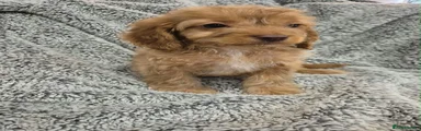Cavapoo 2