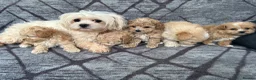 Maltipoo dogs for sale: Toy maltipoo Ready to leave soon in Dagenham - Advert 4