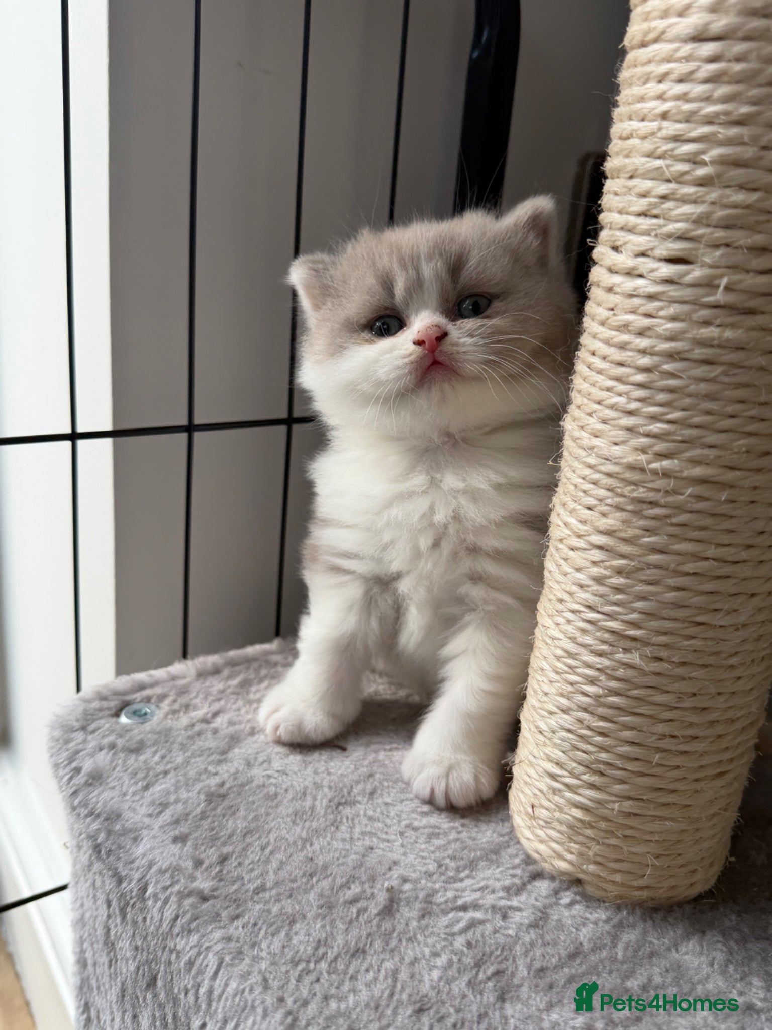 British Long hair Kitten 3