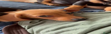 Miniature Dachshund 1