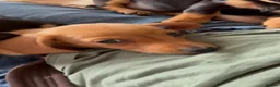 Miniature Dachshund dogs for sale: Miniature Smooth Dachshund's  - Advert 7
