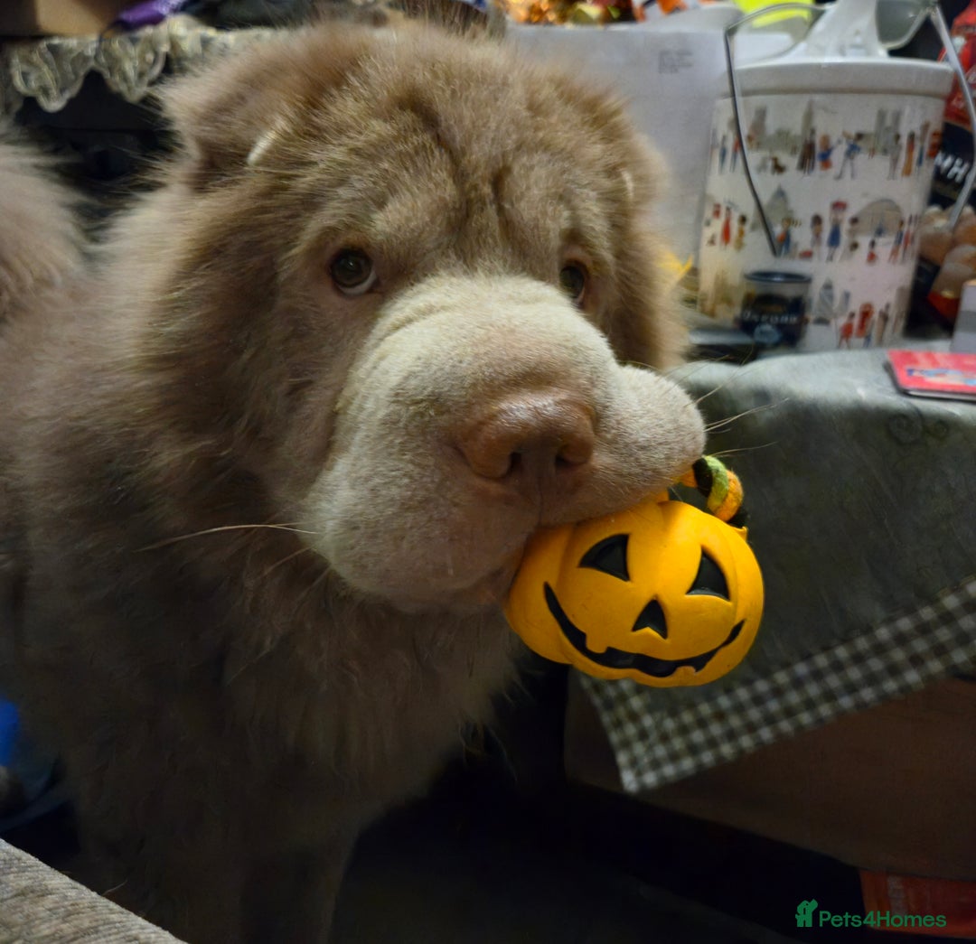 Shar Pei dogs for stud: Beautiful Bear Coat Shar Pei for stud🔥🔥🔥 - Advert 2