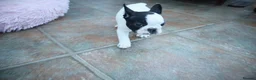 French Bulldog dogs for sale: KC reg. Crufts & International Champion breeding  - Advert 12