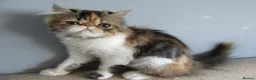 Persian cats for sale: Fantastic Female Persian kitten ready now - Advert 3