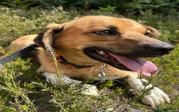 Mixed Breed dogs for adoption: Pony - Norwich Norfolk  - Image 2